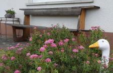 FeWo Hafner "Zuhause mit Ausblick" - Foto 23