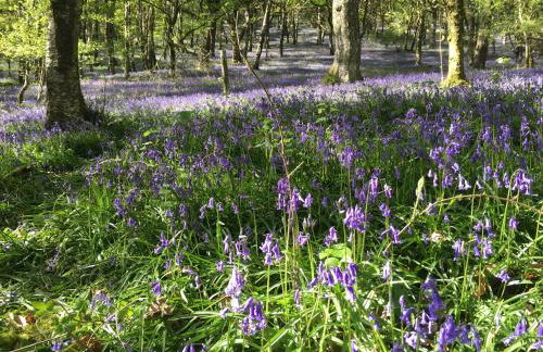 Cae'r Beili - Photo 42