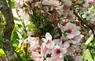 Deine-Eifel-Ferienwohnung - Foto 45