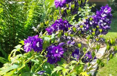 Domaine de l'Ermitage - Foto 43