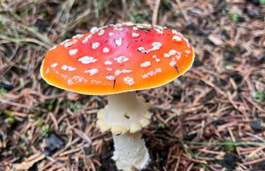 Castrum Visum Wernigerode - Foto 35