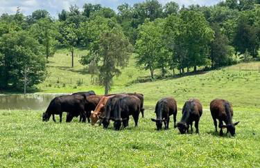 Bourbon Trail Cabin on the Farm - Foto 1