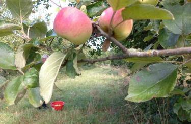 Les hirondelles - Foto 42