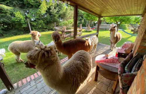 Alpakatherapie und Ferienhof Charlottenthal - Foto 8