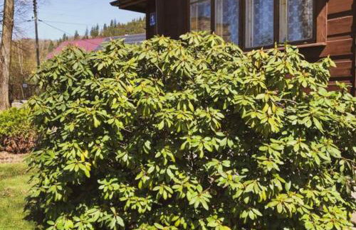 Makowy Domek - Foto 17