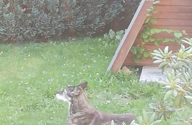 Ferienhaus am Wald - Foto 16