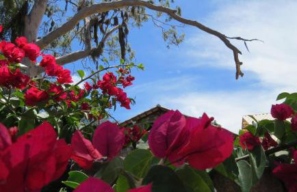 Oforasteiro - Foto 47