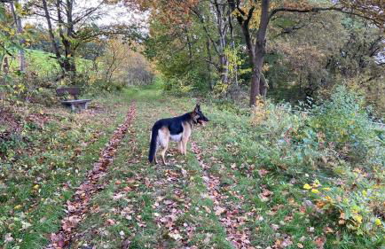 Charaktervolle Whg mit Parkplatz nähe Kassel - Foto 47