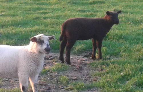 Luxus Chalet mit Terrasse, sehr ruhig in Kollmar - Foto 8