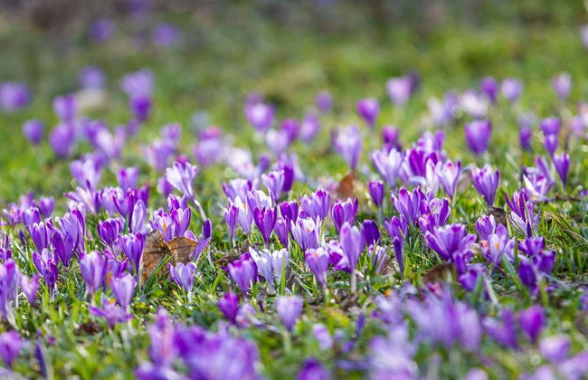 Olmedo Saffron Tour - Photo 6