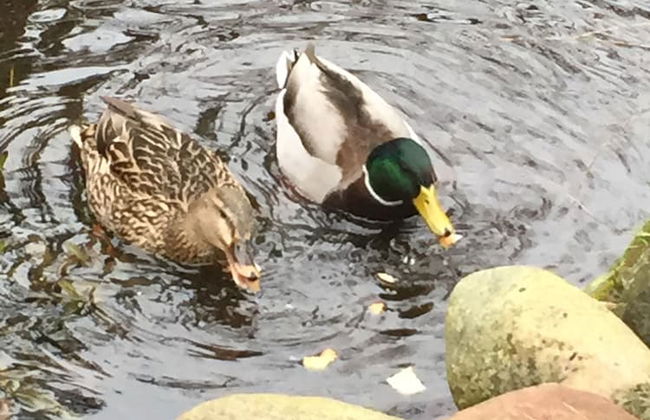 Hus Mattgoot - Foto 30