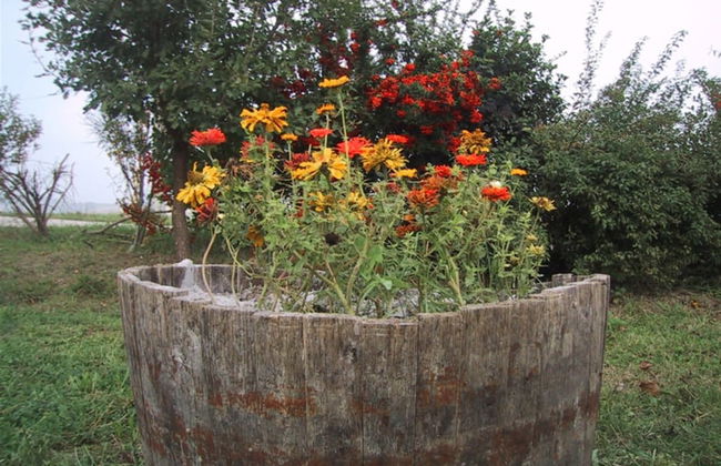 La Quercia del Saggio - Foto 9