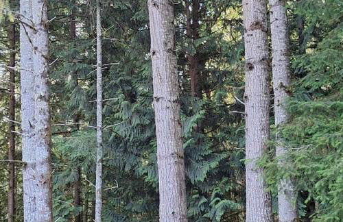 30 Peaceful Acres - Foto 28