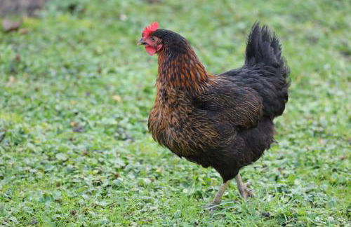 GITE MONTGOLFIÈRE 4 PERSONNES - Foto 22