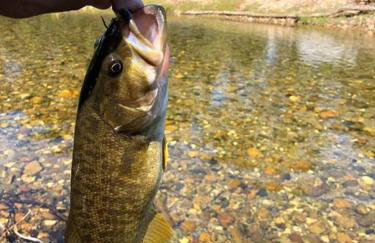Caddo Cabin on Collier Creek - Foto 59