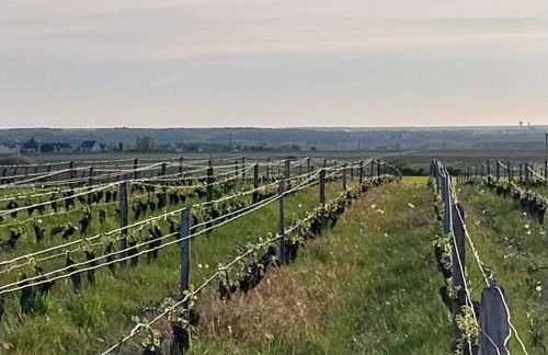 Côté Vignes - Foto 16