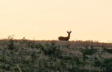 Villa Tiberini Wine Relais - Foto 33