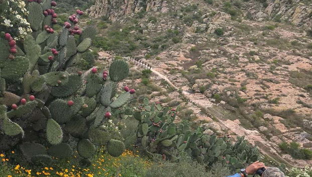 Binóculos prismáticos são sempre bons para ver tudo