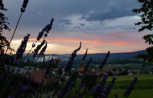 Balcony Views & Forest Calm - Photo 37