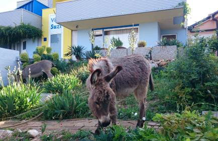 Villa Suzi - Family Farm Stay with Donkeys, Pool and Sea View near Rijeka - Photo 31