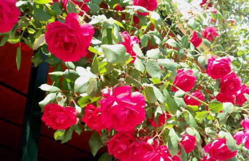 Puente Piedra - Foto 40