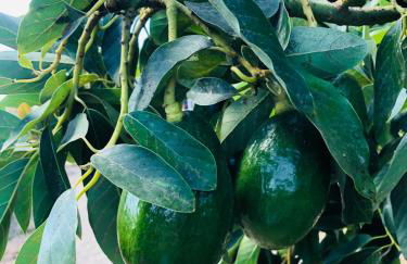 Krisant Gold Rural Luxury Privat Pool - Foto 44