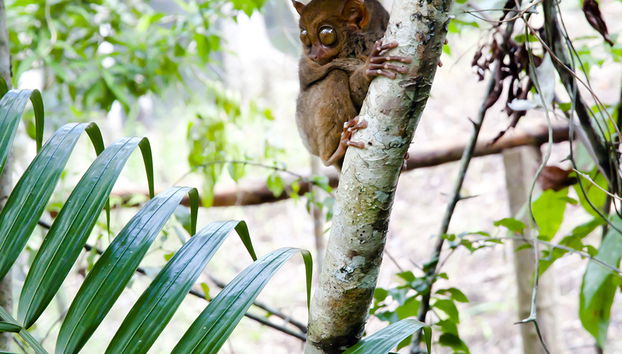 Visite des Chocolate Hills et rencontre avec les Tarsiers - Privé - Photo 3