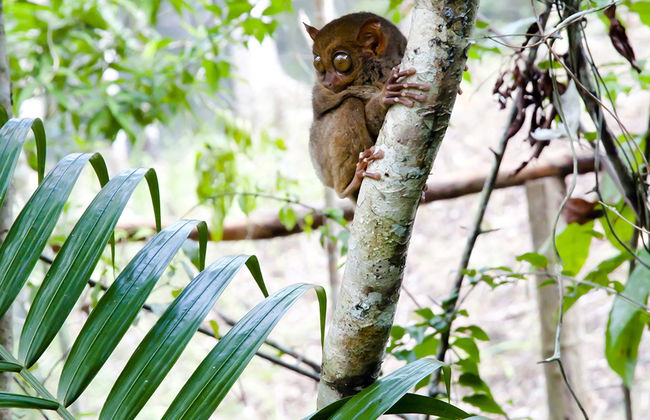 Visite des Chocolate Hills et rencontre avec les Tarsiers - Privé - Photo 3