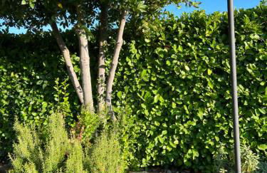 Assisi, la Noce - Foto 47