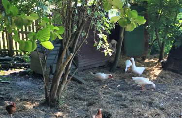 Poplar Lodge, Dee Valley Stays - cosy microlodge with detached private shower & WC - Photo 22