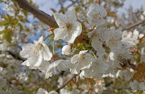 Ferienwohnung NatuRaum - Photo 38