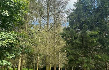 Woodlands Luxury Lake Log Cabin - Vetiver Villa - Foto 21