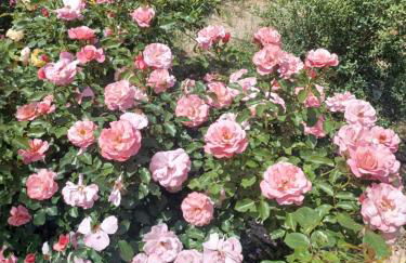 Zeituna Lodge a Porto Cesareo - Foto 20