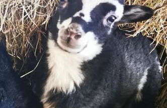 Ferienhaus mit Minibauernhof - Photo 8