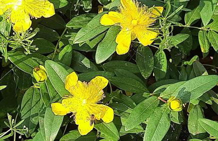 Landhaus SiebenEichen - Foto 46