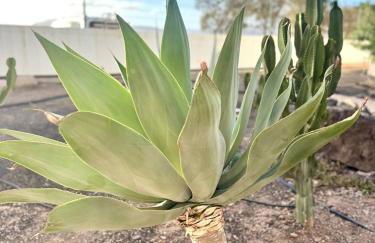 Sun Ventura - Photo 35