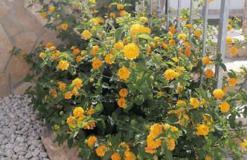 La maiolica - Foto 13