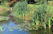 The Quackery - Foto 32