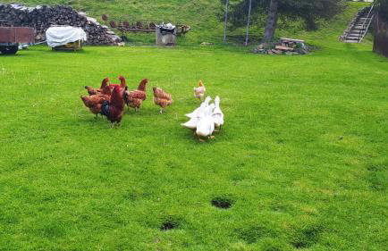 Agroturystyka Wilkowyja - Foto 33