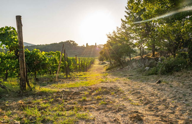 Chianti Horse Riding Tour - Photo 1