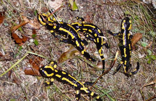 Les Bordes De Paloumières - Foto 40
