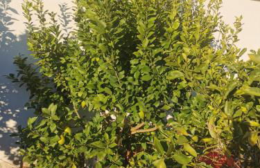 Linda House - Foto 38