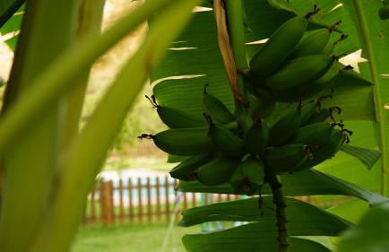 Tropical Studio - Foto 11