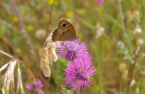 Monte Sardinha - Foto 96