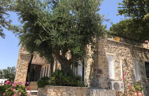 Old Olive house - Foto 31