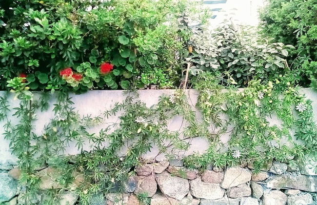 a Stone's Throw Away From Foximannana in the Foreground - Tertenia - Photo 24