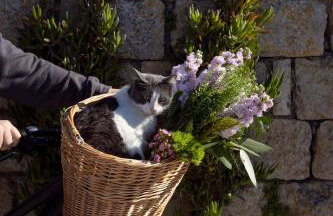 VILLA BIRIMIŠA LOPUD ISLAND - Photo 29