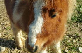 Agriturismo Chiai Francesco - Foto 77