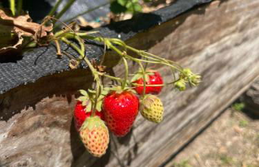 Casa da nascente douro - Foto 51