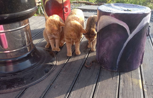 Emotion Pension - Foto 22